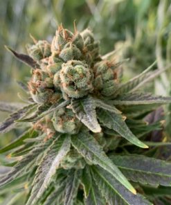 Cherry Blossom Industrial Hemp Seeds
