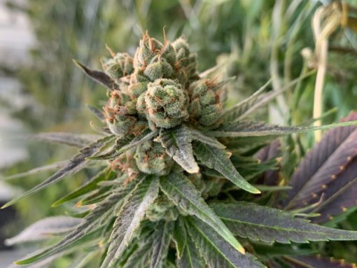 Cherry Blossom Industrial Hemp Seeds