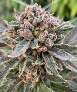 Cherry Blossom Industrial Hemp Flower