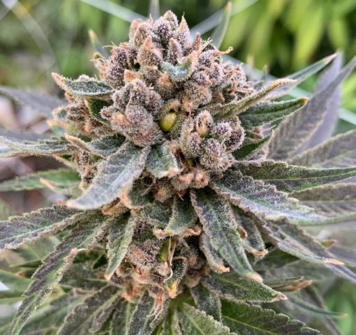 Cherry Blossom Industrial Hemp Flower