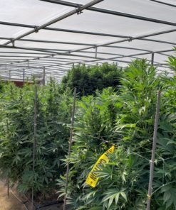 Hemp Seed Production