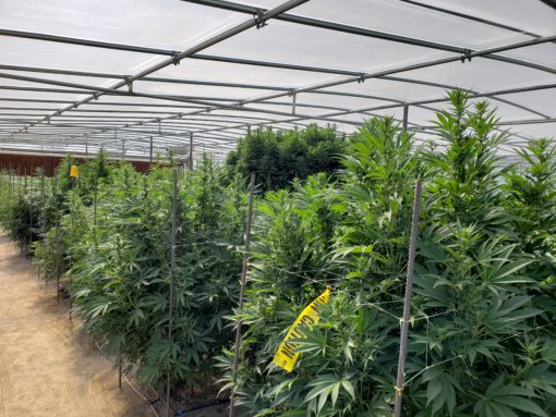 Hemp Seed Production